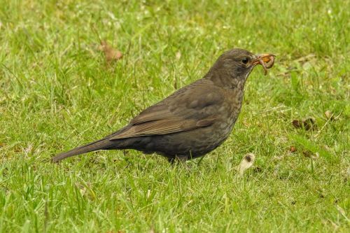 blackbird blackbird female worm