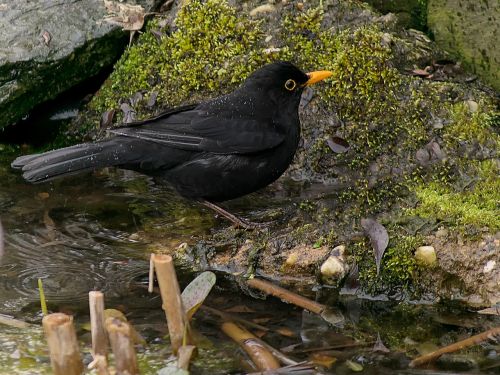 blackbird bird nature