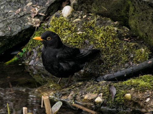 blackbird bird nature