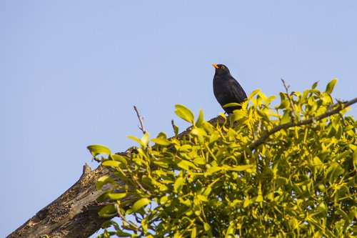 blackbird  bird  tree
