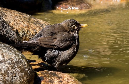 blackbird  songbird  animal