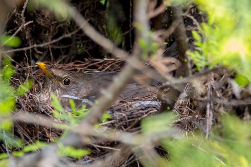 blackbird  nest  bird's nest