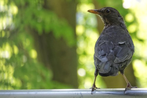 blackbird  vigilant  balcony