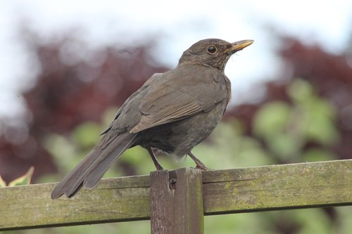 blackbird  female  uk
