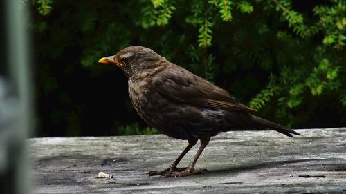 blackbird  wren  bird