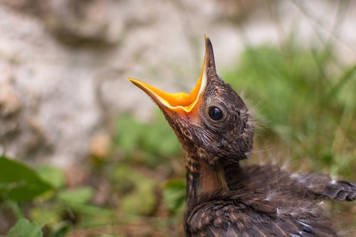 blackbird  chicken  bird