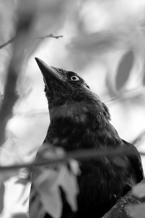 blackbird  wildlife  bird