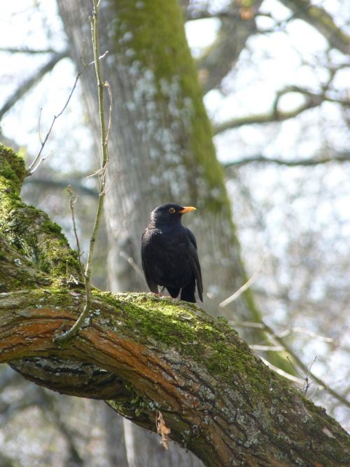 blackbird black close