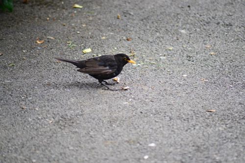 blackbird male young