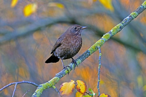 blackbird  songbird  garden bird