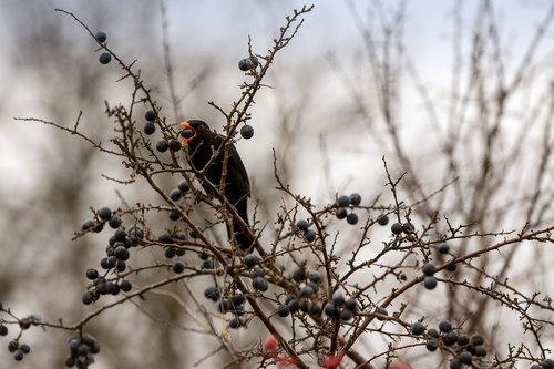 blackbird  bird  berry