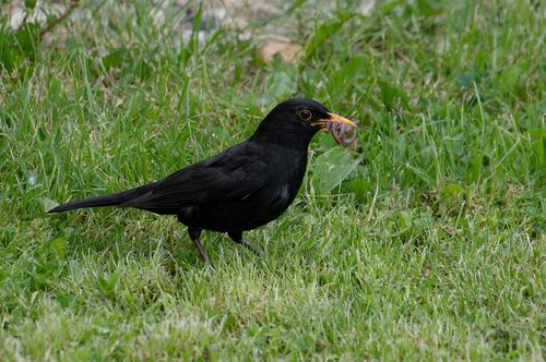 blackbird  collects  earthworms