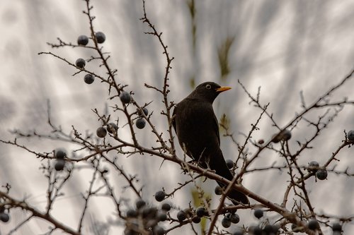 blackbird  branches  nature