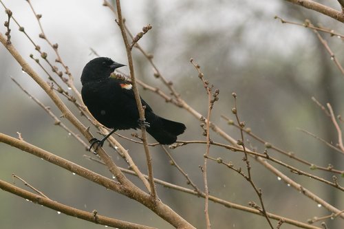 blackbird  redwing  bird