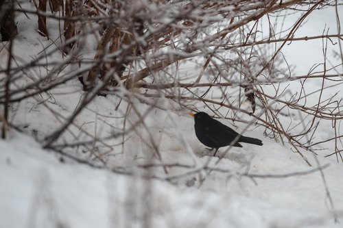 blackbird  snow  bird