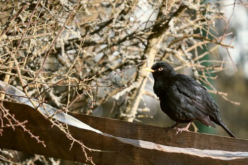 blackbird  bird  winter