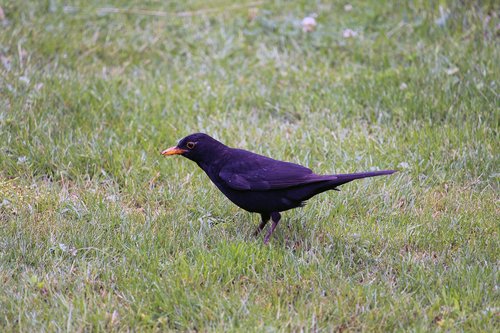 blackbird  bird  animal