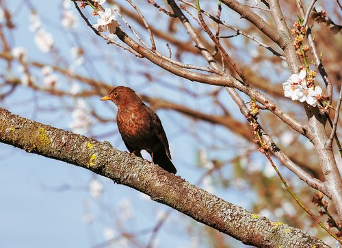 blackbird  bird  animal