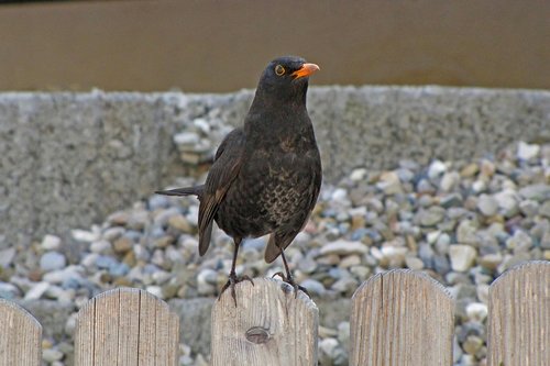 blackbird  bird  onlooker