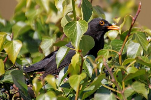 blackbird  bird  garden