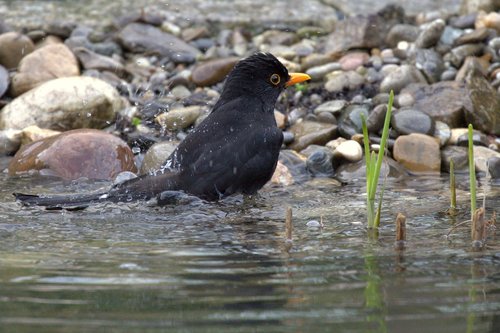 blackbird  swim  water