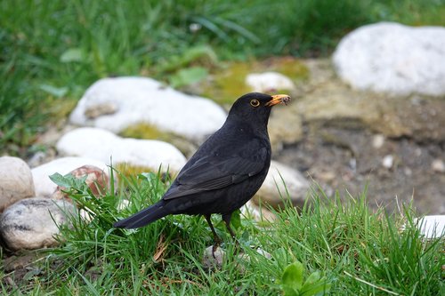 blackbird  foraging  spring