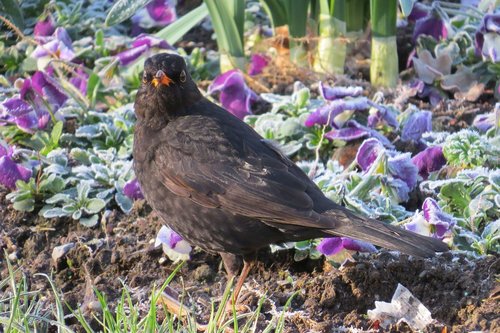 blackbird  frosty  spring