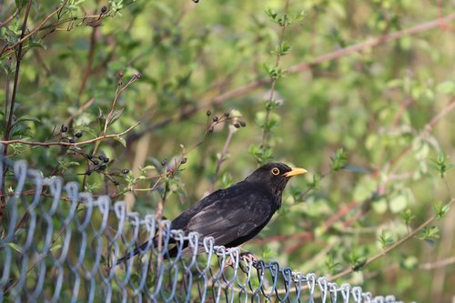 blackbird  songbird  fence