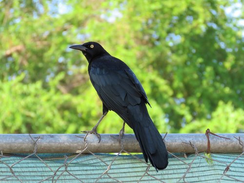 blackbird  bird  black