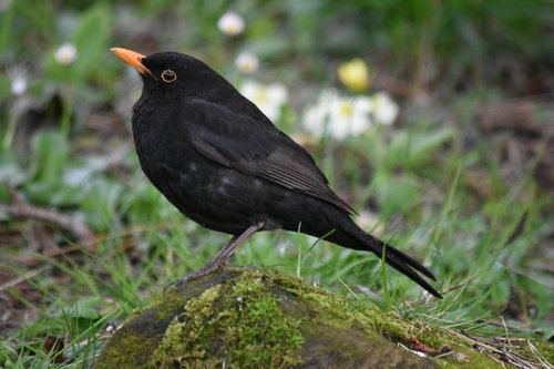 blackbird  birds  black