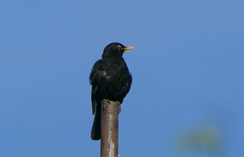 blackbird  nature  close up