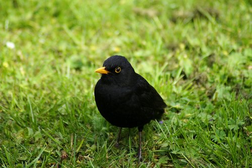 blackbird  grass  spring