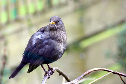 blackbird beak feathers
