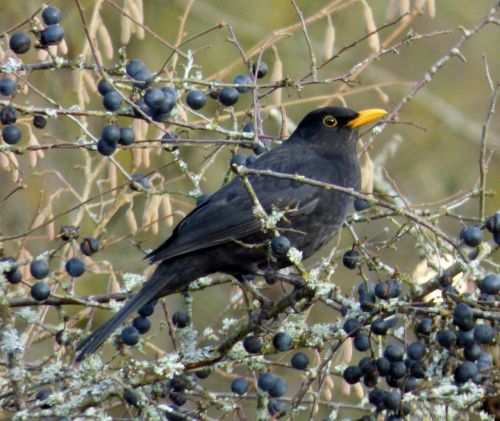 blackbird bird berries