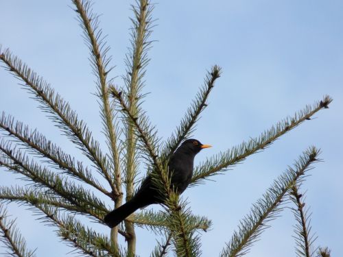 blackbird bird treetop
