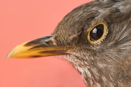 blackbird head portrait