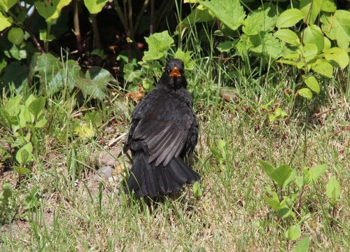 blackbird turdus merula true