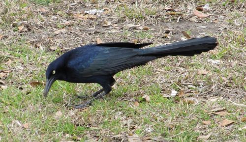 blackbird raven crow