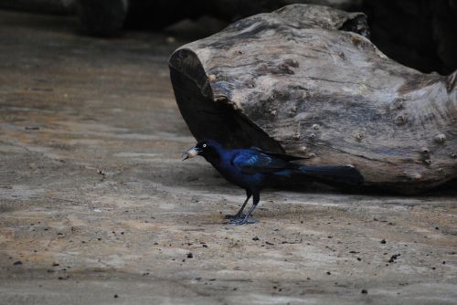 blackbird log bird