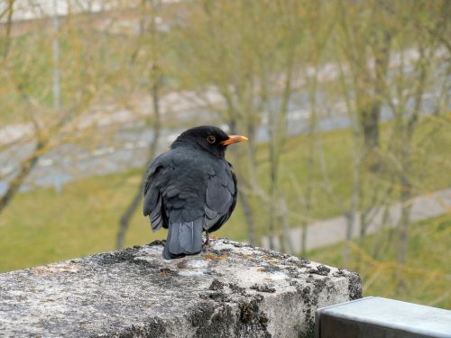 blackbird songbird bird