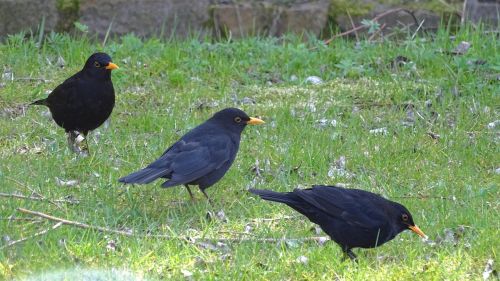 blackbird birds black bird