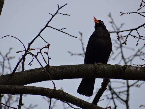 blackbird songbird black plumage