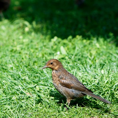 Blackbird Female Bird