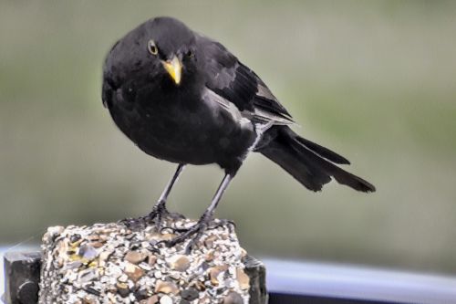 Blackbird On Post