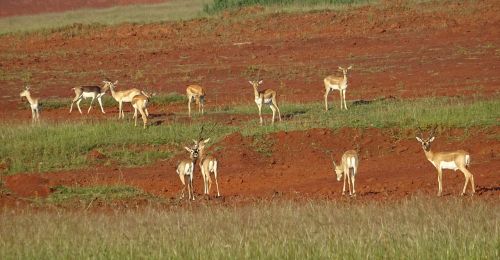 blackbuck antelope wild