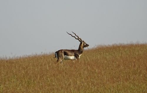 blackbuck antelope wild