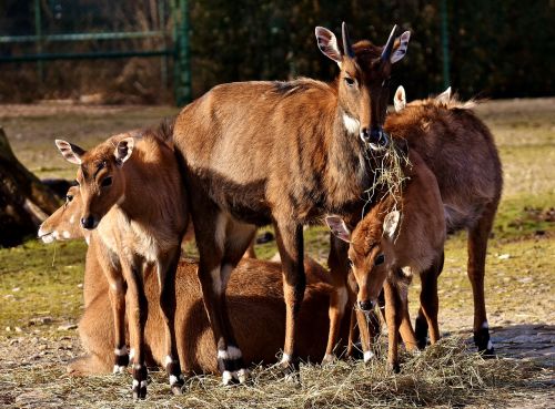 blackbuck wild animal african animal