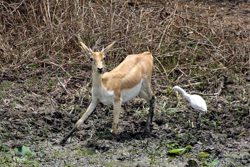 blackbuck  antilope cervicapra  indian antelope