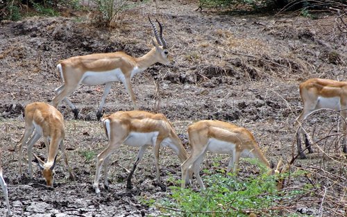 blackbuck  antilope cervicapra  indian antelope