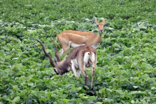 blackbuck antilope cervicapra ungulate